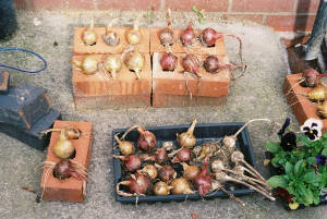 onions.jpg