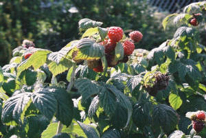 raspberries.jpg